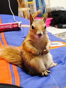 سندی و امیرعلی توکلی