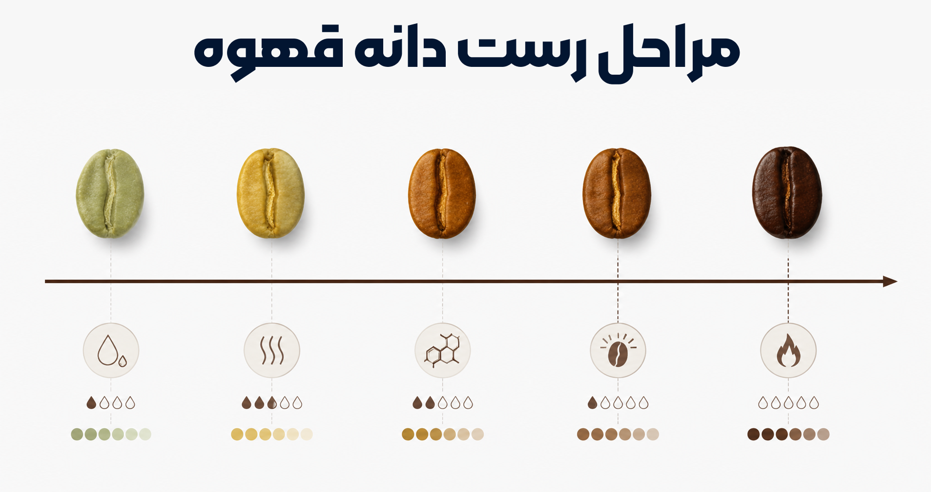 مراحل رست دانه قهوه