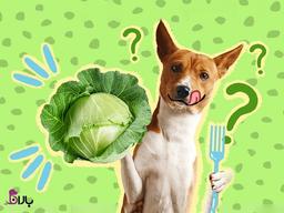 آیا سگ ها می توانند کلم بخورند؟