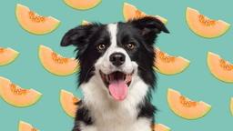 آیا سگ ها می توانند طالبی بخورند؟