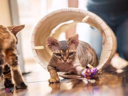 5 بازی ساده تعاملی با گربه