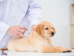 برنامه واکسیناسیون سگ