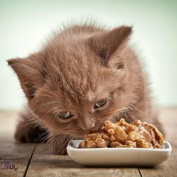 رژیم غذایی گربه