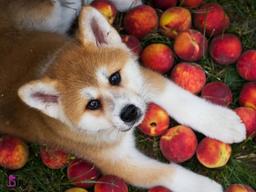 آیا سگ می تواند هلو بخورد؟