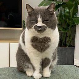 امروز، روز جهانی گربه‌ هستش🐈🐈‍⬛️
