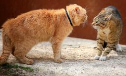 نزاع گربه‌ها و نظام حقوقی شیمیایی