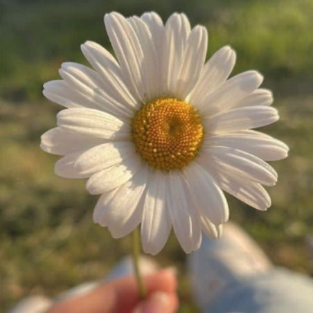 حلما و ملیحه