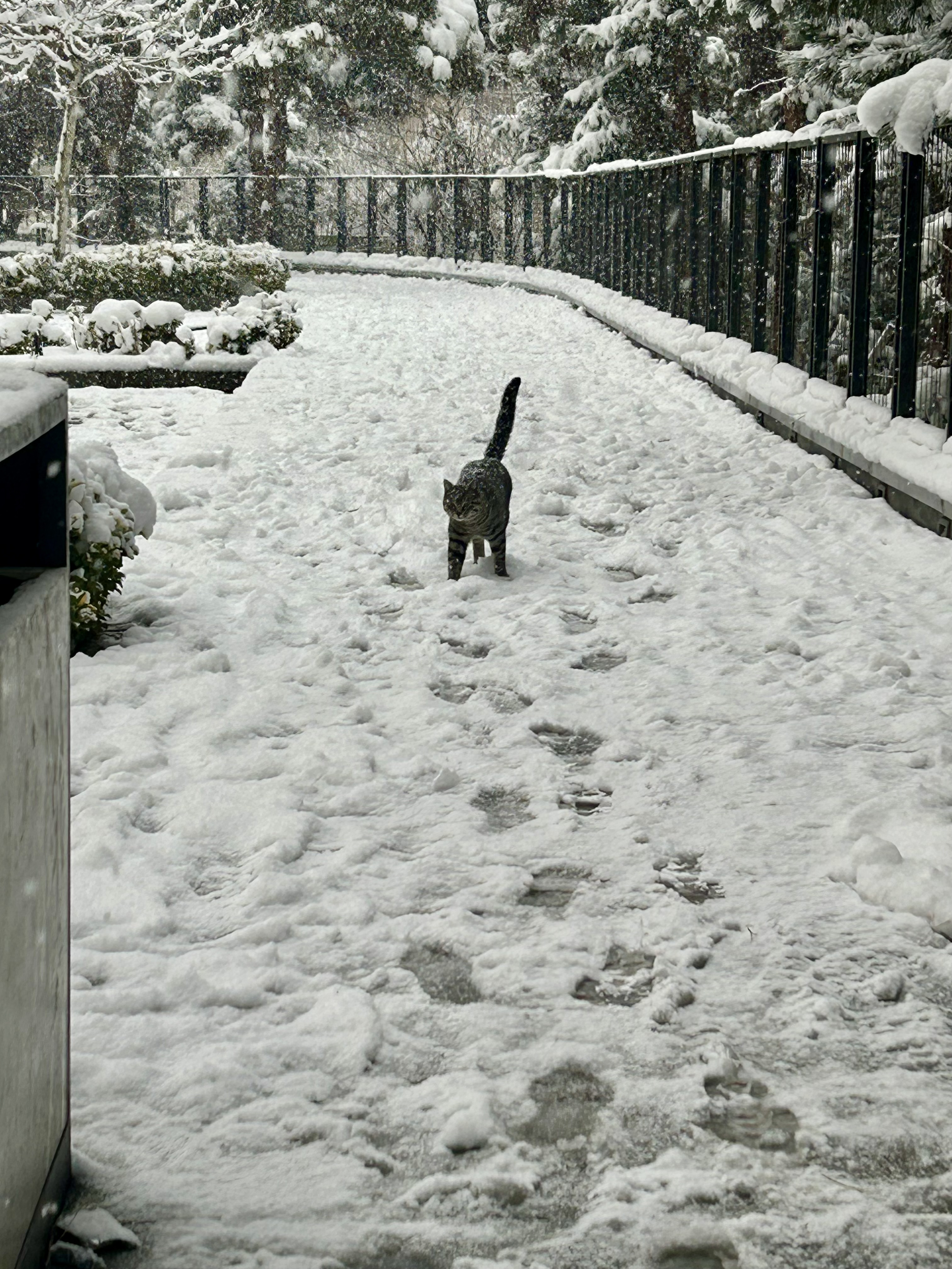 یادگاری برف زمستون ۱۴۰۴