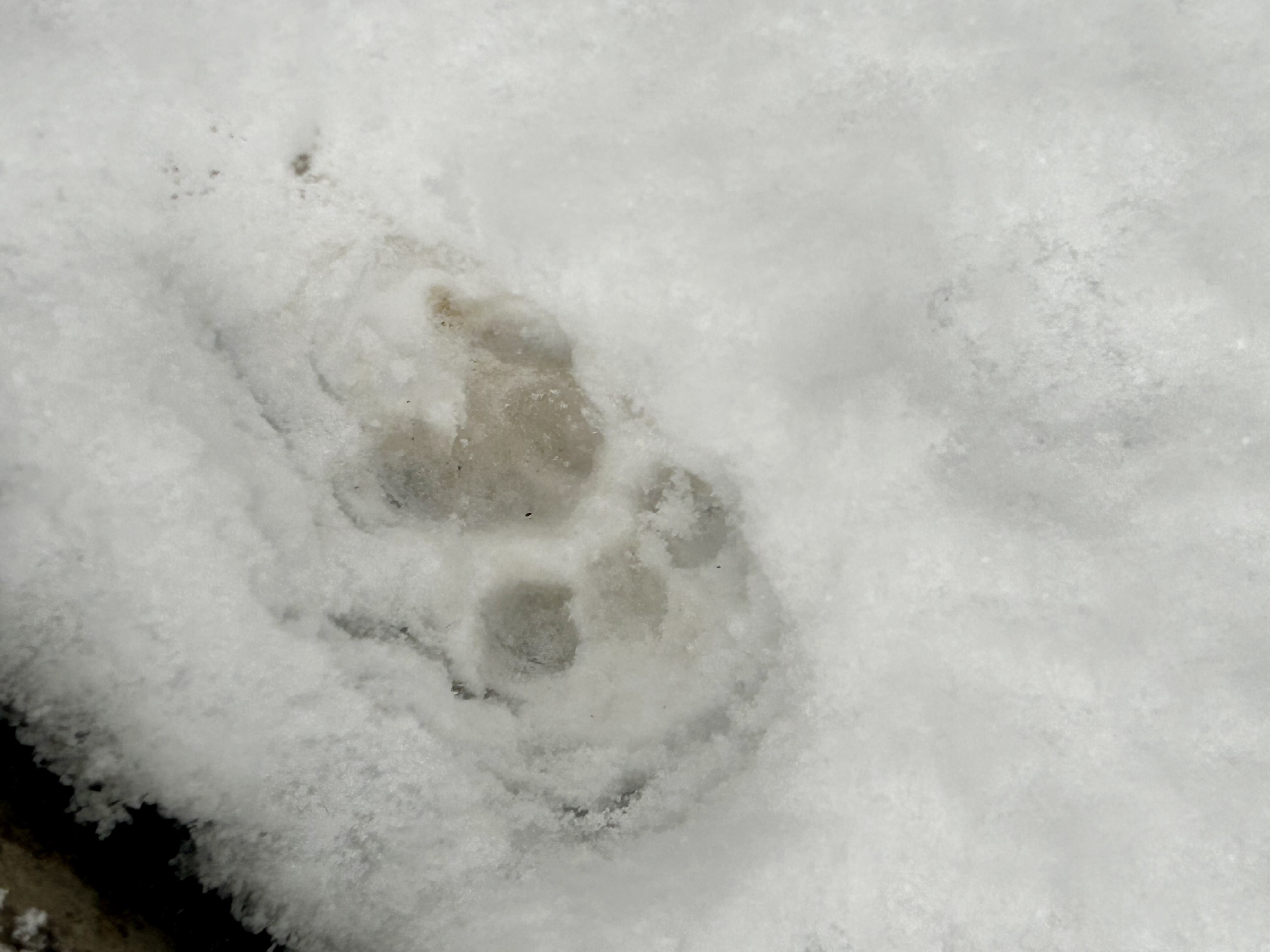 رد پای گربه رو برف :)