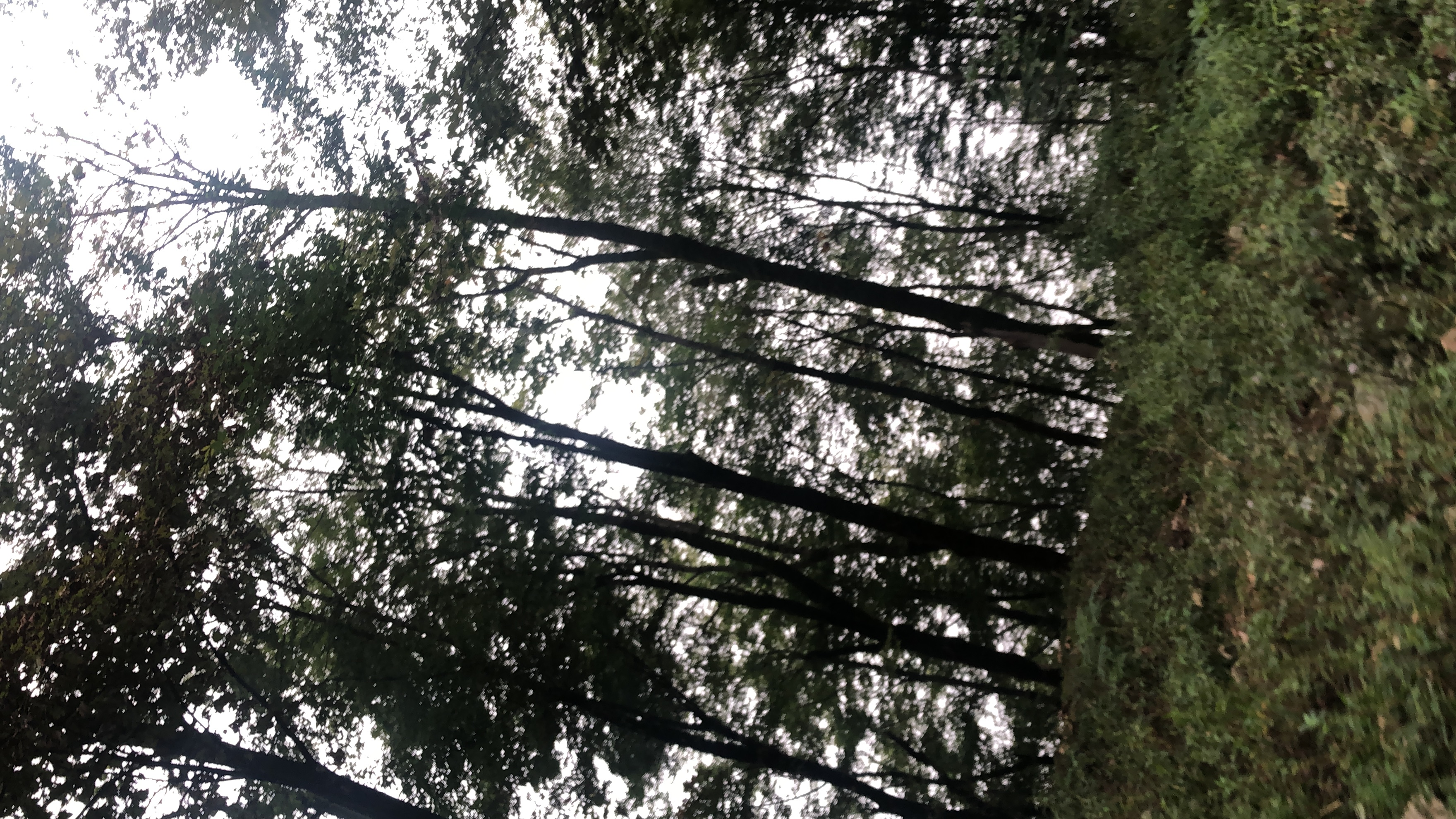 دیوانه واقعی
