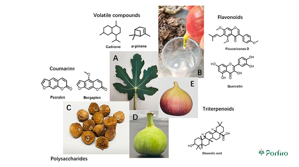 انواع انجیر با درجات مختلف رسیدگی و ساختار فضایی فیتوشیمیکالهای آن