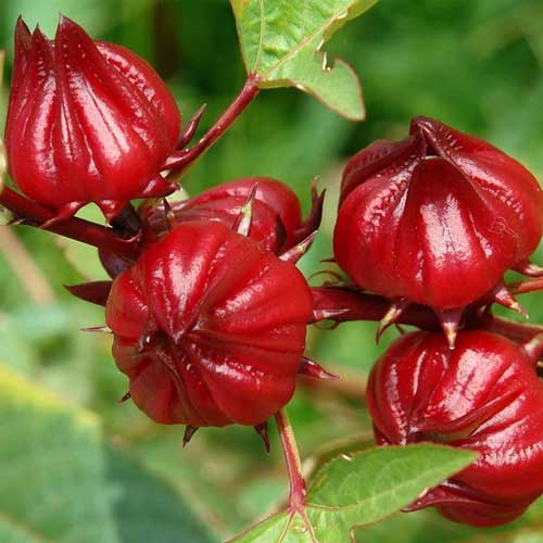 چای ترش، دمنوش استمرار