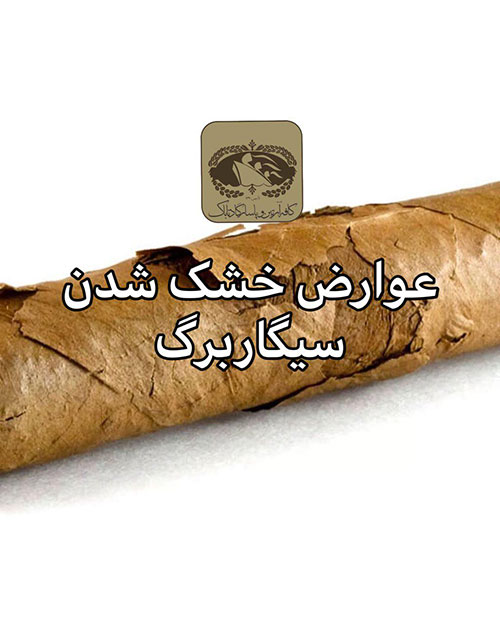 سیگار برگ