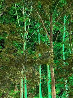 درباره ی دختری به نام نازنین