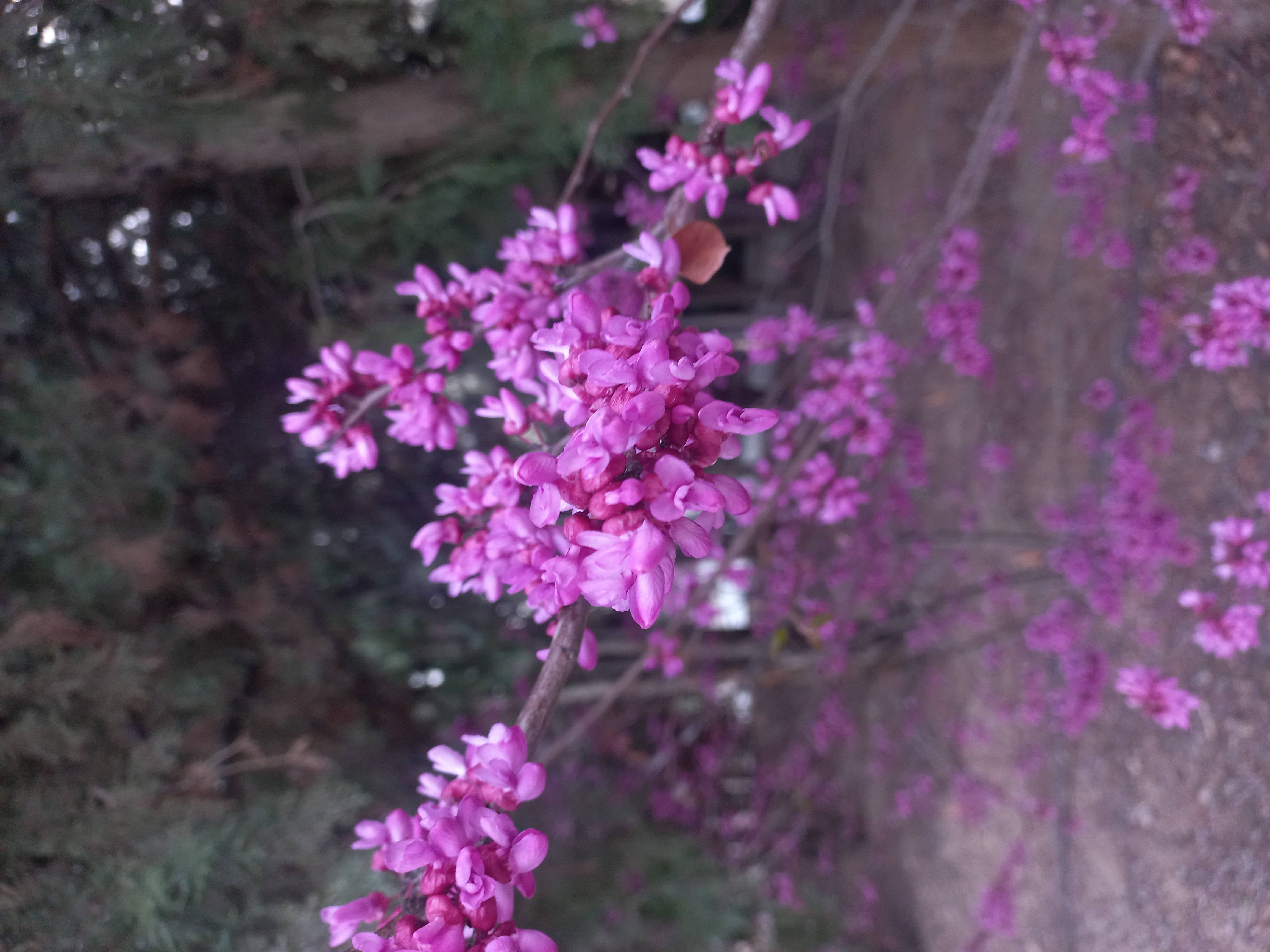 گلای بی‌نهایت زیبای حیاط خوابگاه! نمیدونم گل بودن یا شکوفه؟!