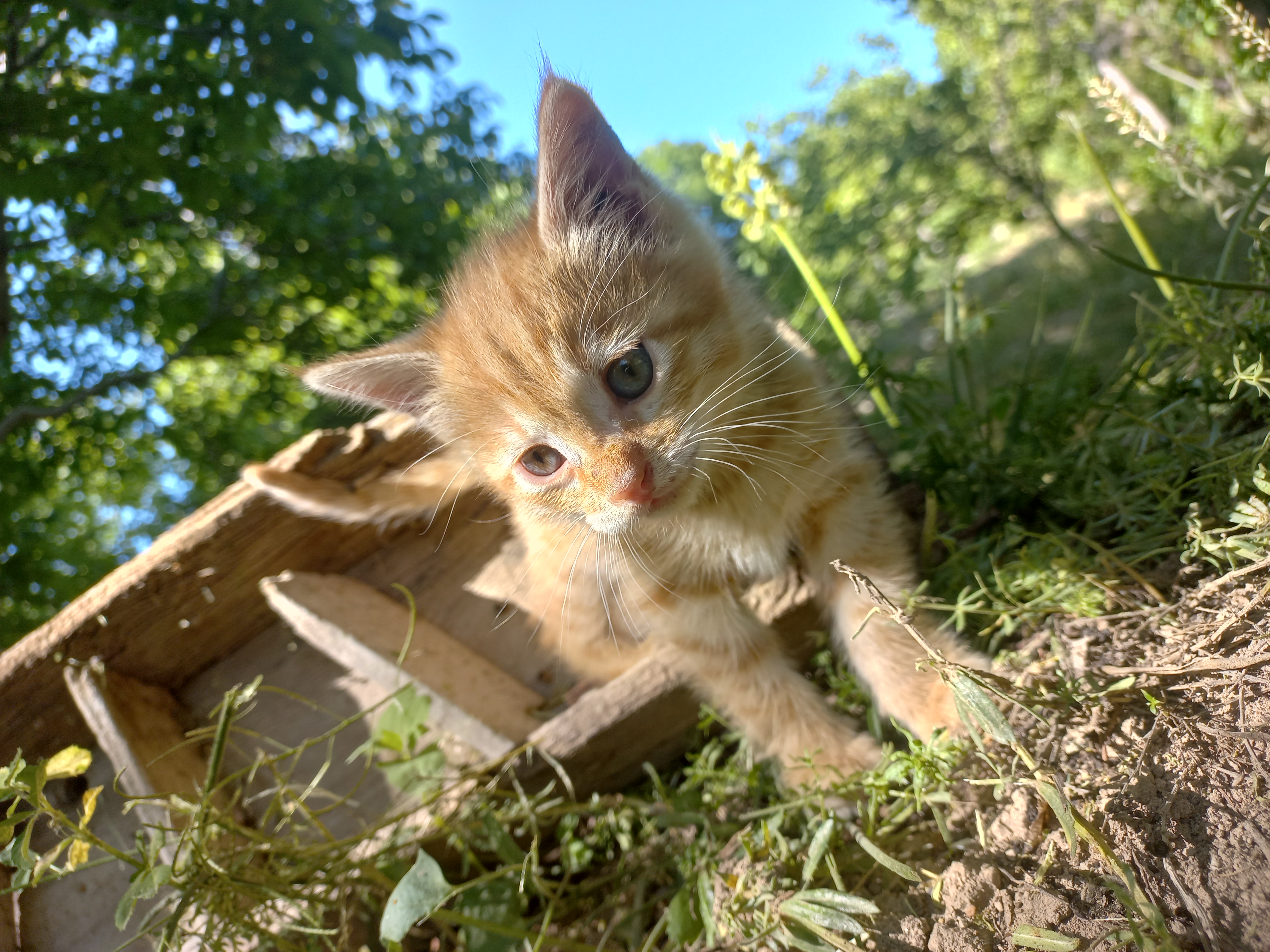 موکای بامزه‌ی من( دیگه ندارمش)