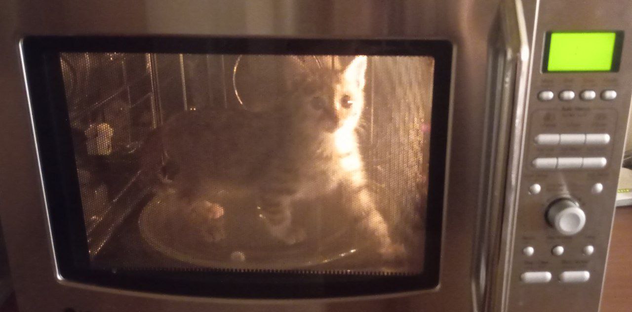 پسته کوچولو (گربه‌ی دوستمه)