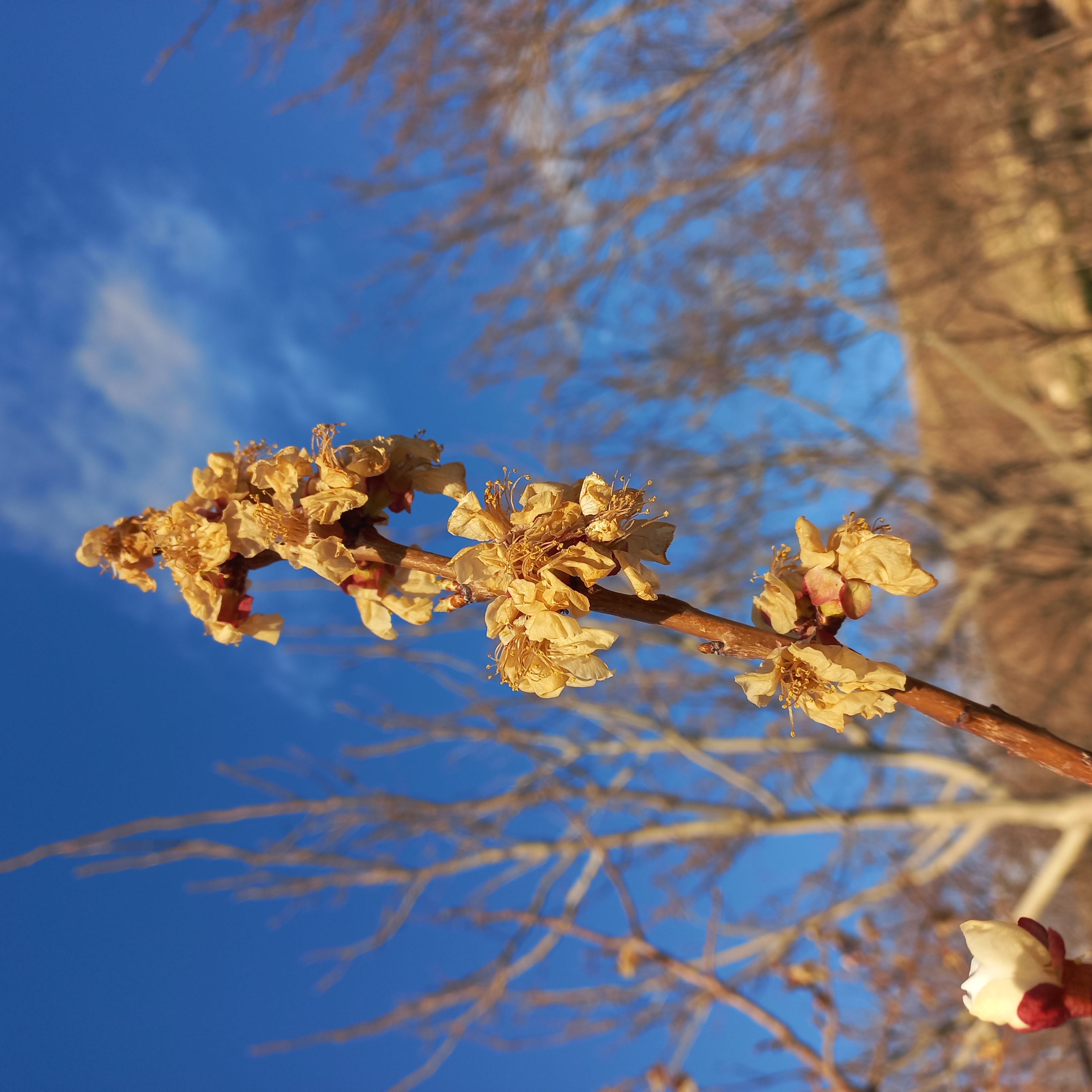 سه سال پیش. شکوفه‌های همه‌ی درختا تو باغمون سرمازده شدن و شکوفا نشده پژمردن...