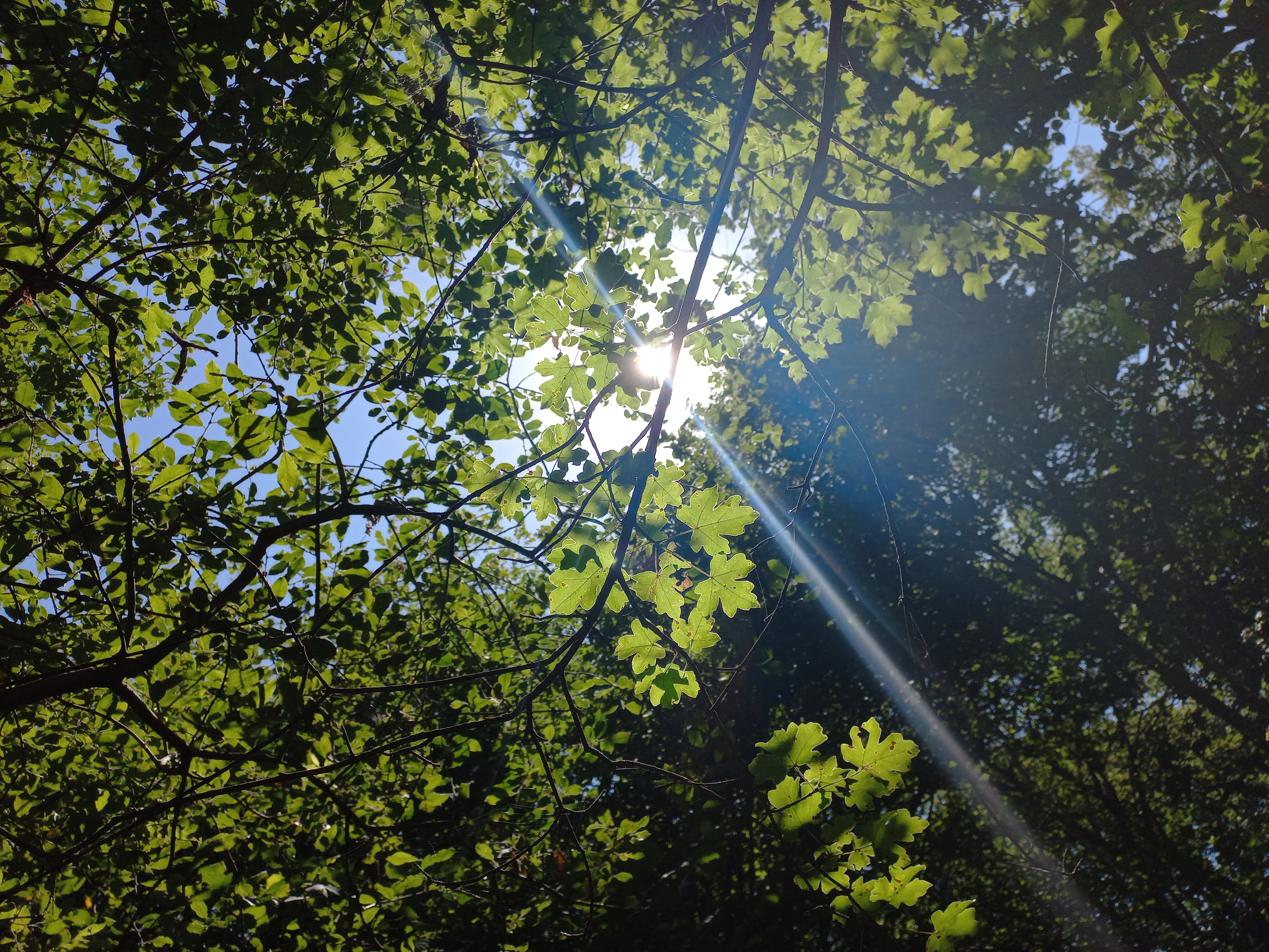 عشقبازی نور و برگ... تو جنگل‌های کلیبر این عکس رو گرفتم!