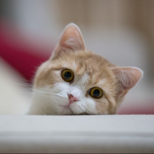 مارال توانا