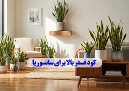 کود فسفر بالا برای سانسوریا +مزایا و نکات استفاده