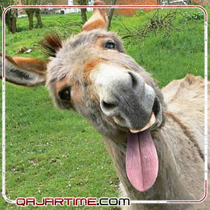 خلیل ک اسم مخففش احمد جمشیدی است و رفیق امیر هست عکساش لو رفت اینها عکسایی هست ک منتشر نشده بودن و من منتشر میکنم اون پسر مرز از ولسوالی کهسان هرات است او خیلی لاشی است