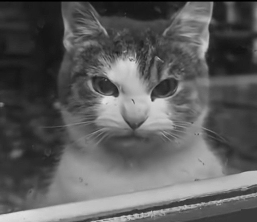 امشو میرُم محله شان، یه شری بر پا میکُنُم