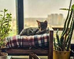 تجربه نگه داری از گربه و هزینه هاش