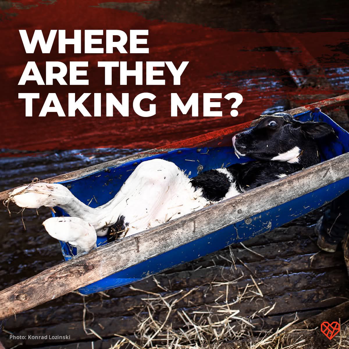 اعترافات یک تماشاگر خاموش: قصه‌ای واقعی از پشت‌پرده‌ٔ گوشت و لبنیات