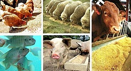 📌 🧬 گوشت، بیماری و مرگ خاموش: بررسی علمی و مستند از مضرات گسترده مصرف گوشت برای بدن انسان