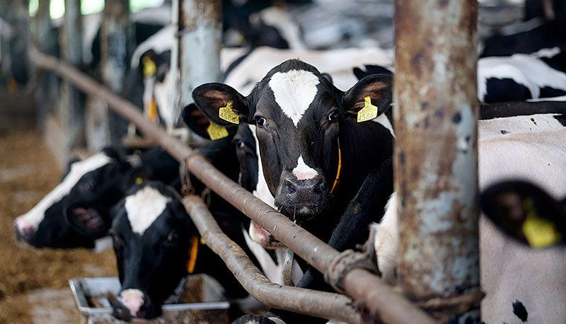 سایه ظلم بر شیر گاو: پیامدها، مضرات محصولات حیوانی