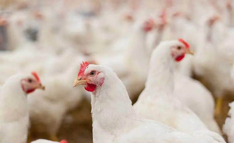 صنعت تخم‌مرغ و حقیقتی تلخ: مضرات حیوانی و مزایای پروتئین گیاهی