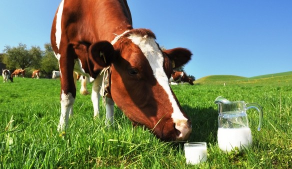 شیر گاو و مشکلات پوستی بررسی علمی ارتباط مصرف لبنیات حیوانی با سلامت پوست و مزایای جایگزین‌های گیاهی
