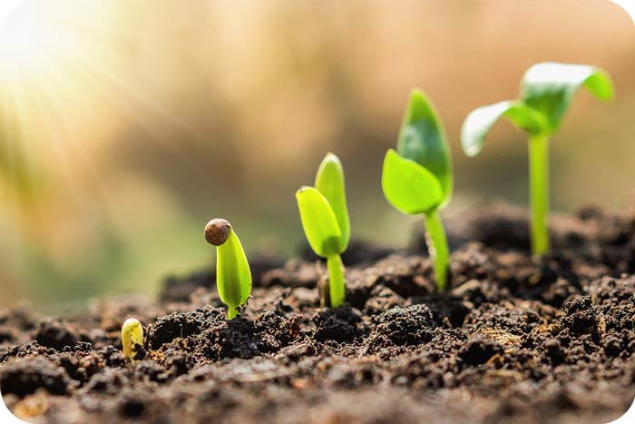 گیاه‌خواری و کاهش آلودگی هوا نگرشی تازه به سبک تغذیه و سلامت زمین