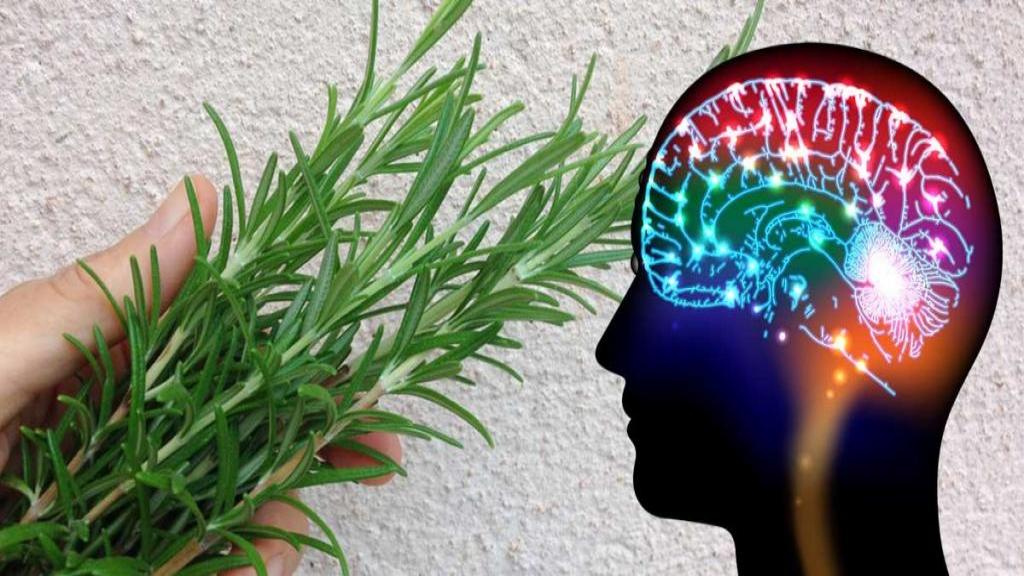 قدرت گیاهان برای مغز: افزایش تمرکز و حافظه همراه با سبک زندگی پایدار