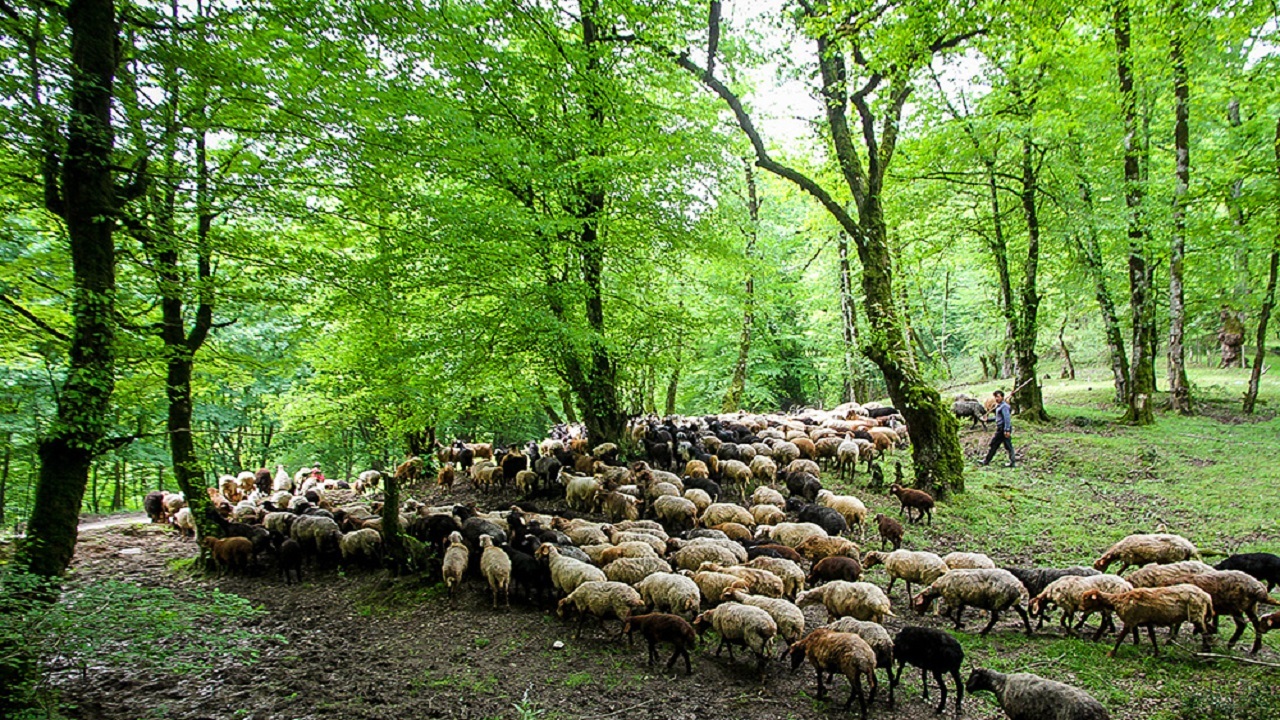 نقش دامداری در نابودی زیستگاه‌های طبیعی و پیامدهای مصرف محصولات حیوانی نگاهی انتقادی به آینده‌ی غذا و جایگزین‌های گیاهی