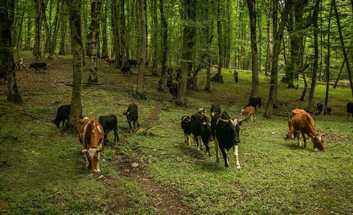 تأثیر دامداری بر محیط زیست، پیامدهای مصرف محصولات حیوانی و ضرورت گذار به منابع غذایی گیاهی