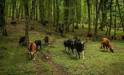 تأثیر دامداری بر محیط زیست، پیامدهای مصرف محصولات حیوانی و ضرورت گذار به منابع غذایی گیاهی