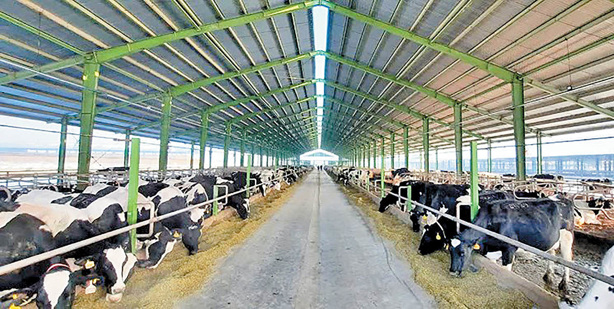 داستان واقعی زندگی مرغ‌های تخم‌گذار روایتی ناگفته از پشت پرده‌ی صنعت تخم‌مرغ، مضرات مصرف محصولات حیوانی