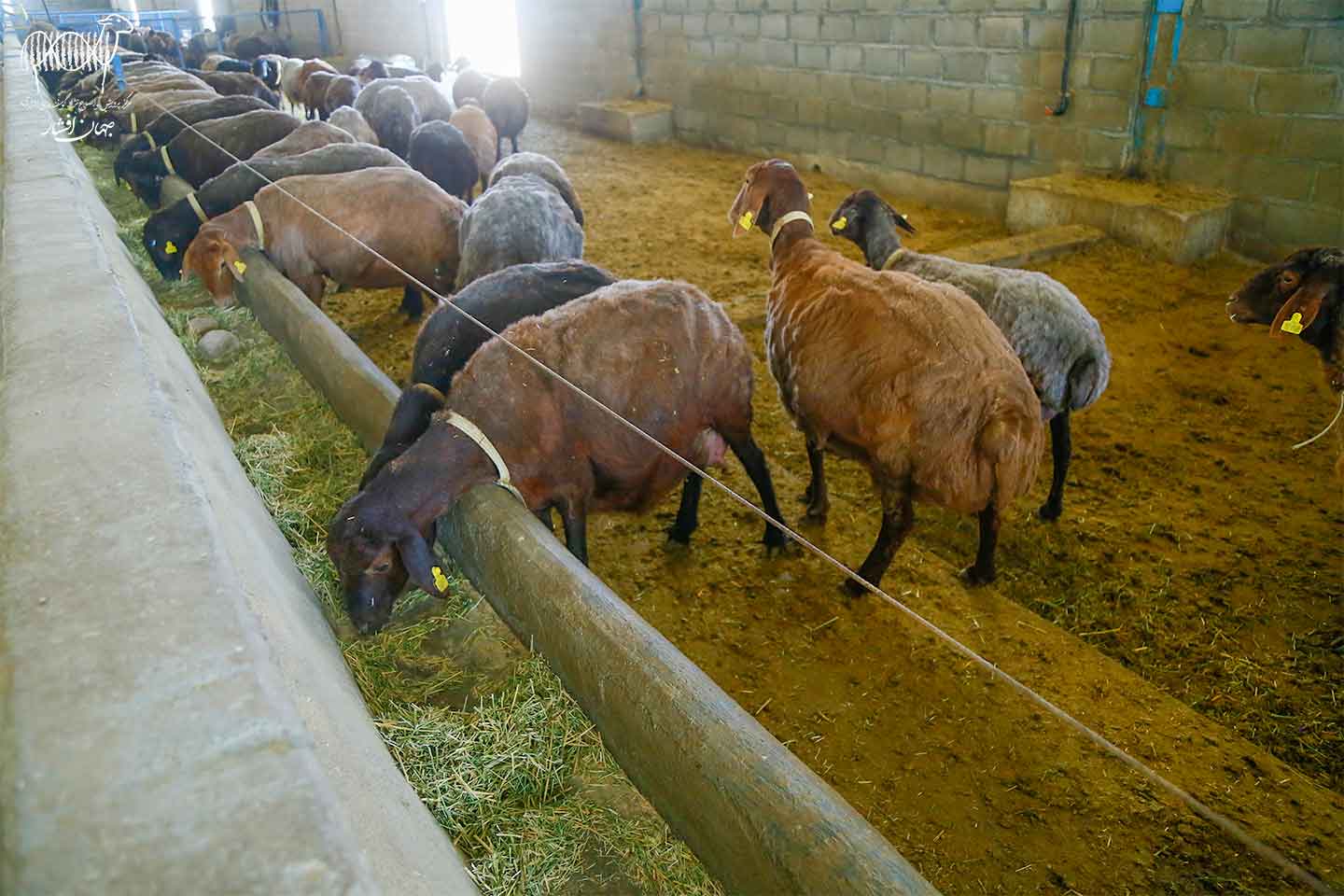 چرا خوراک دام زمین را نابود می‌کند؟ نگاهی علمی، انسانی و مستند به یکی از بزرگ‌ترین چالش‌های زیست‌محیطی عصر ما