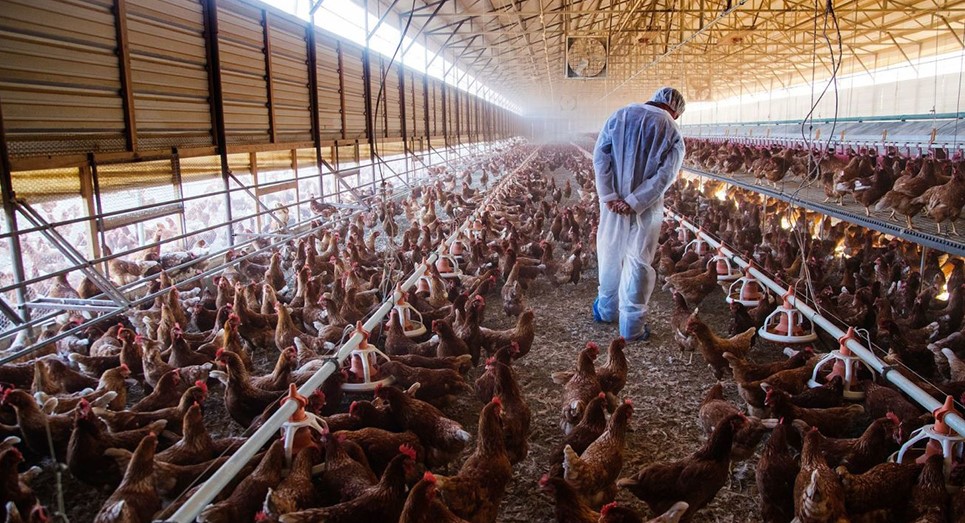 مرغداری‌ها چگونه مرغ‌ها را دچار استرس شدید می‌کنند؟  بررسی علمی پیامدها و نقش ما در تغییر این چرخه