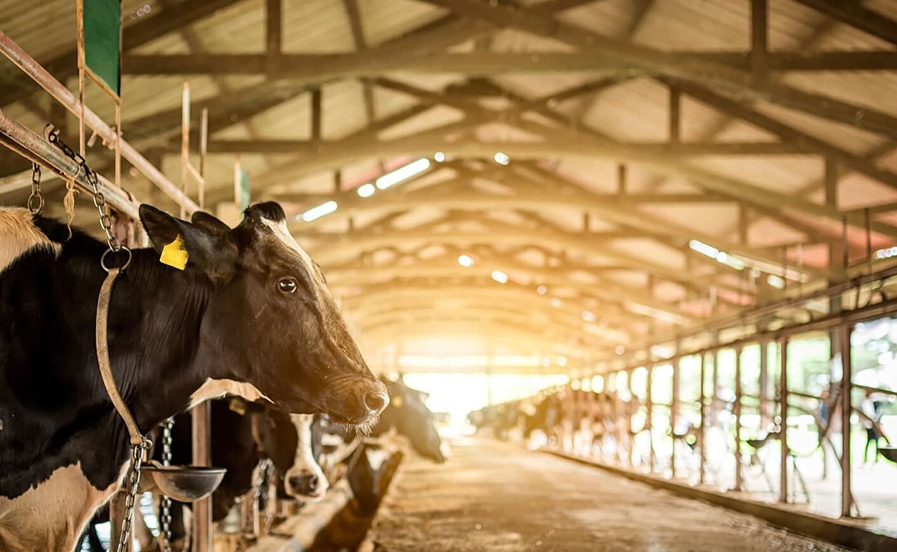 چرا گاوها احساسات قوی دارند؟ نگاهی علمی و انسانی به ذهن، رنج و حقوق گاوها و پیامدهای مصرف محصولات حیوانی