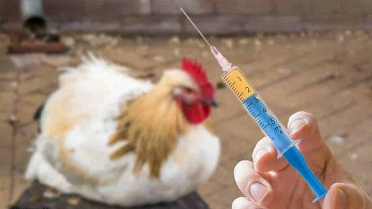 مرغداری‌ها و مشکل آنتی‌بیوتیک‌ها: از واقعیت تا هشدار