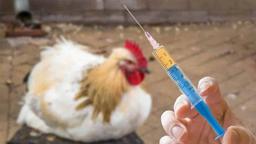 مرغداری‌ها و مشکل آنتی‌بیوتیک‌ها: از واقعیت تا هشدار