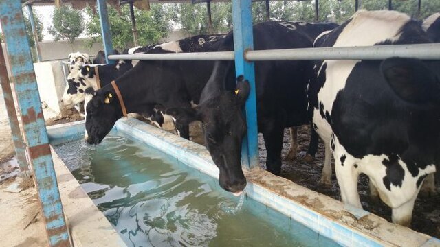 دامداری و بحران آب: چرا حرکت به سوی تغذیه گیاهی ضروری است ؟