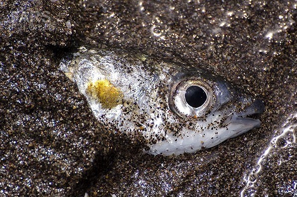 فلزات سنگین در ماهی و راهکارهای گیاهی سالم