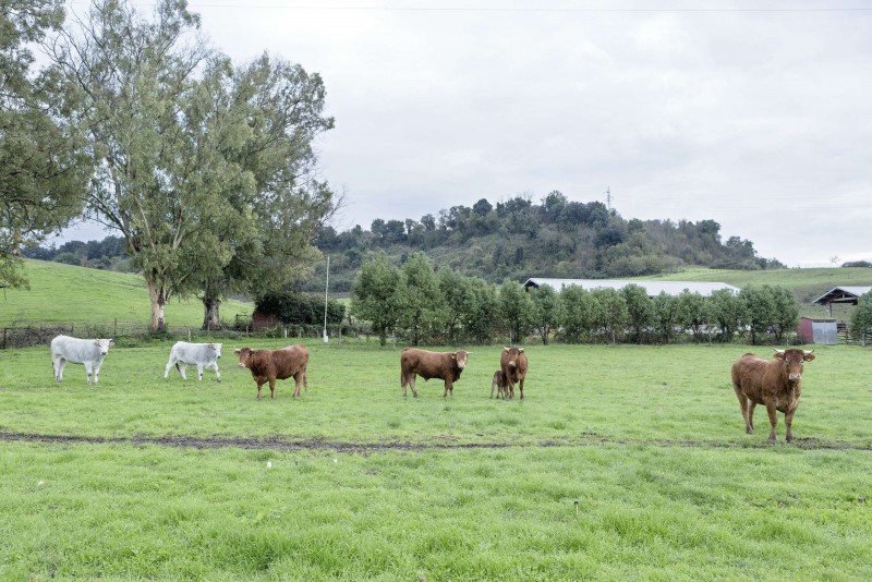 استفاده بی‌رویه از زمین برای پرورش دام و تأثیر آن بر گرسنگی جهانی