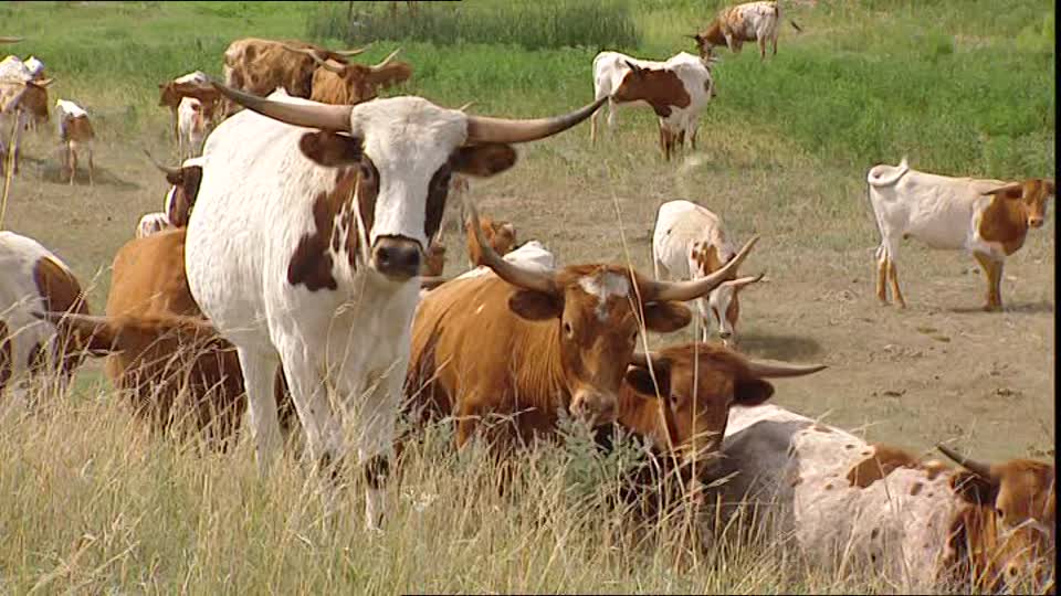 از چراگاه تا جنگل‌زدایی: پیامدهای زیست‌محیطی دامداری صنعتی