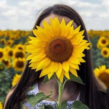 آفتابگردون