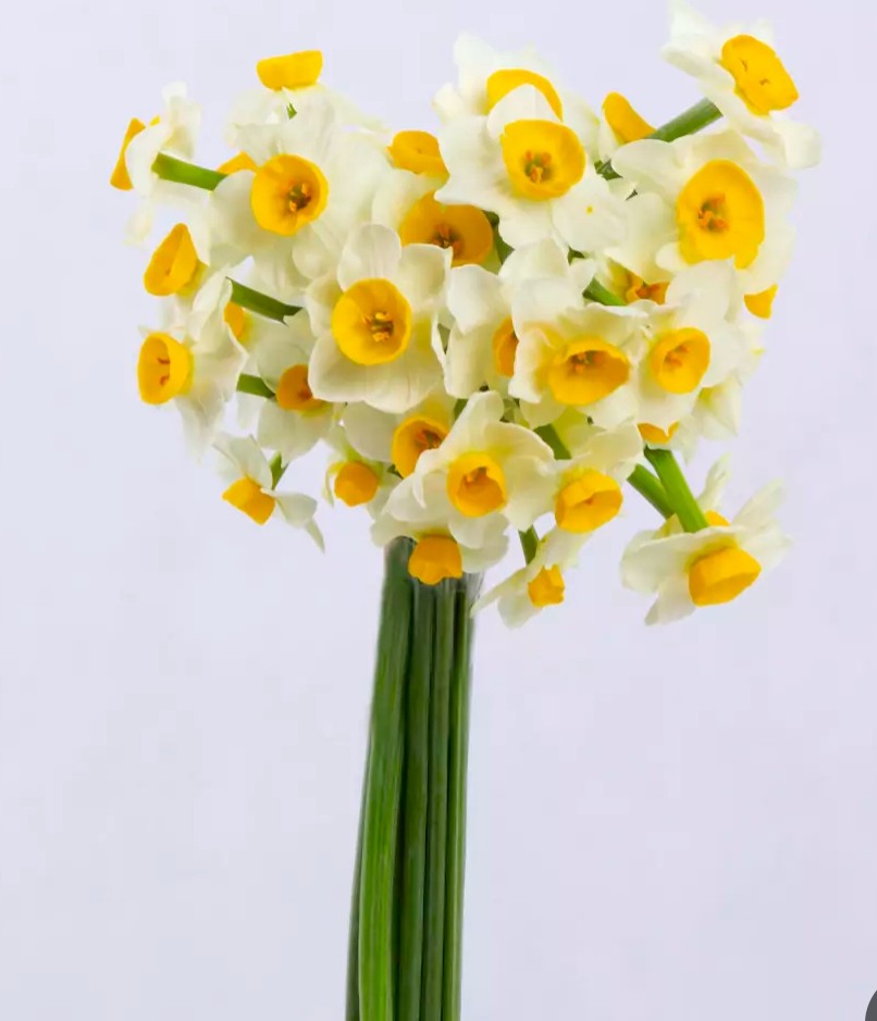 محمدرضا گلی احمدگورابی ،غزل نرگس و بهار چشم‌ها